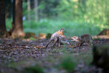 Two little foxes are wrestling together in the forest.