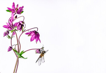Beautiful dragonfly on purple aquilegia flower sisolated on white