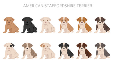 American staffordshire terrier clipart. Coat colors set.  All dog breeds characteristics infographic
