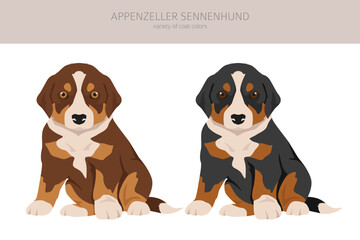 Appenzeller sennenhund puppy all colours clipart. Different coat colors and poses set
