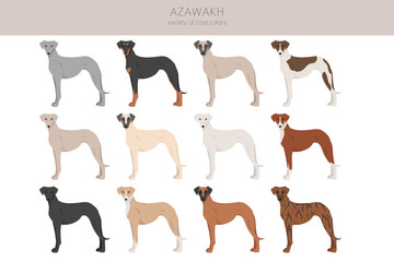 Azawakh all colours clipart. Different coat colors and poses set