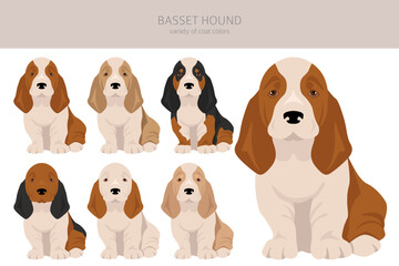 Basset Hound puppy clipart. All coat colors set.  Different position. All dog breeds characteristics infographic