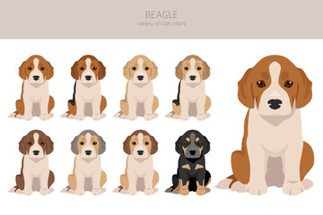 Beagle puppy clipart. All coat colors set.  Different position. All dog breeds characteristics infographic