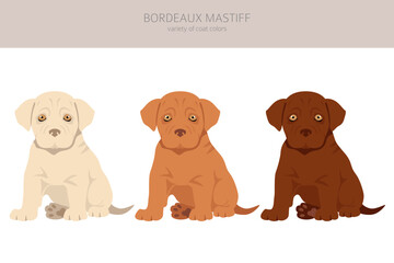 Bordeaux mastiff puppies clipart. Different coat colors and poses set