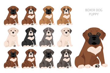 Boxer dog puppies clipart. All coat colors set.  Different position. All dog breeds characteristics infographic