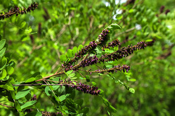 False indigobush (Amorpha fruticosa).