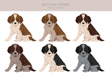 Brittany spaniel puppy color varieties clipart. Different poses set. Dog infographics collection