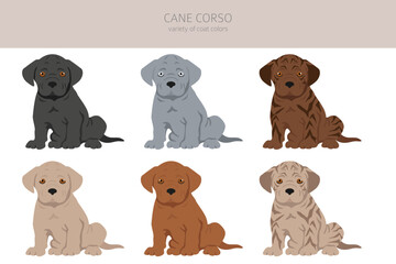 Cane corso puppies clipart. Different poses, coat colors set
