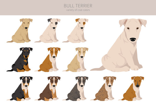 Bull terrier puppies clipart. All coat colors set.  Different position. All dog breeds characteristics infographic