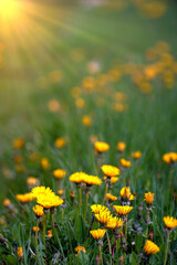 field with Dandelions at sunset, spring and nature theme - 617847720