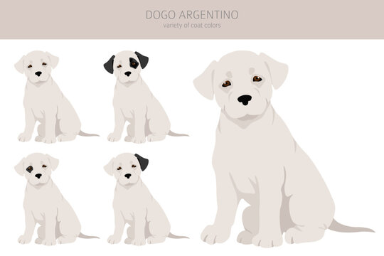 Dogo Argentino puppies clipart. Different poses, coat colors set
