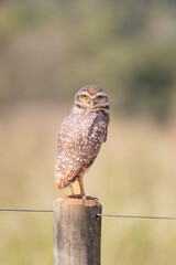 Brazilian Owl / This kind owl is very common in Brazil.