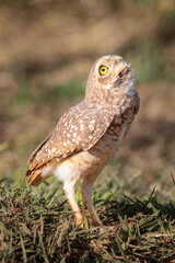 Brazilian Owl / This kind owl is very common in Brazil.