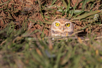 Brazilian Owl / This kind owl is very common in Brazil.