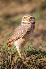 Brazilian Owl / This kind owl is very common in Brazil.