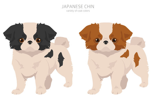 Japanese chin pups clipart. Different poses, coat colors set
