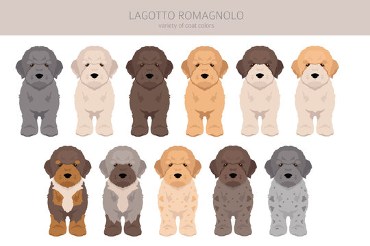 Lagotto Romagnolo puppies clipart. Different poses, coat colors set