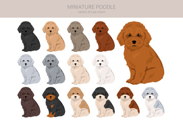 Miniature poodle puppies clipart. Different poses, coat colors set