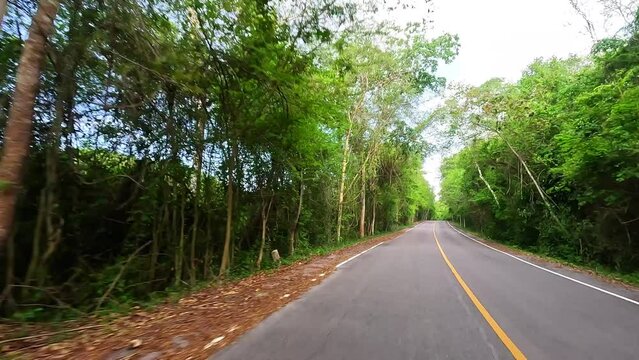 Car driving on the road along the forest. Tree tunnel road.