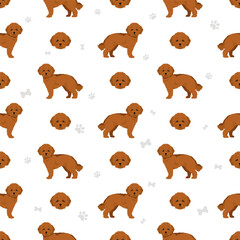 Toy poodle seamless pattern. Different poses, coat colors set