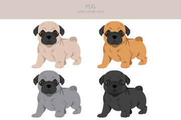 Pug puppies clipart. Different poses, coat colors set