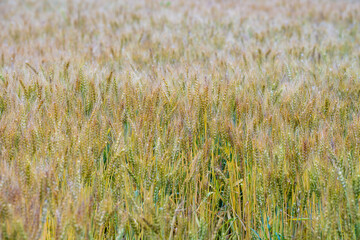 一面に広がる小麦畑