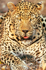 Obraz na płótnie Canvas Leopard in the Serengeti