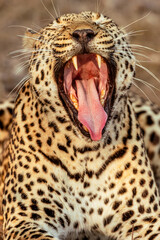 Leopard in the Serengeti