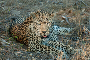 Fototapeta na wymiar Leopard in the Serengeti