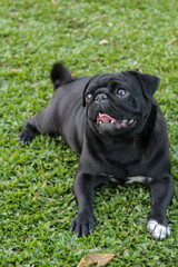 Black Pug Lying/Sitting on Grass