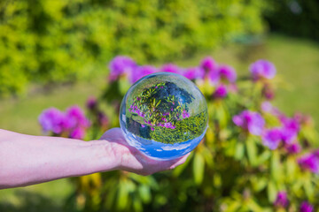 Beautiful macro view of hand holding crystal ball with inverted image of blooming purple rhododendron. 