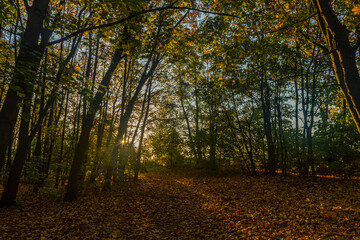 Obraz premium colorful autumn in the forest in Prague city