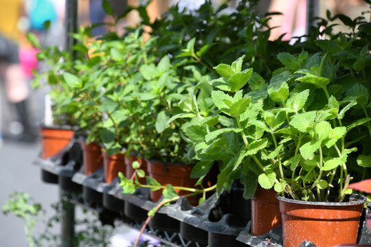 Plants for sale at an outdoor Farmer's Market