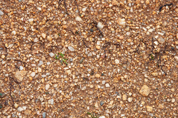 Texture of wet coarse sand