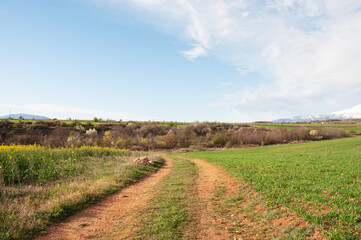 Fototapeta na wymiar Country dirt road, spring landscape
