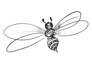 Bee. Silhouette of an insect. Line drawing of wild nature