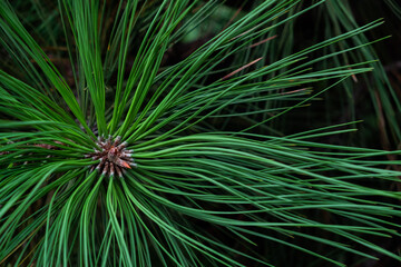 Fototapeta premium Green Christmas tree close-up on a sunny day