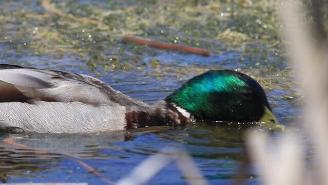 canard colvert sur un lac