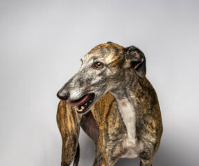 Galgo - Spanish greyhound - brindle