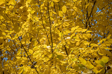 Yellow autumn leaves at tree