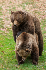 Fototapeta premium male and female brown bear (Ursus arctos) two are in detail