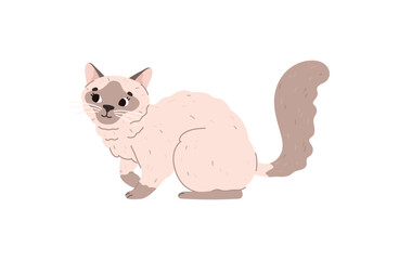 Domestic Siamese cat or kitten flat vector illustration isolated on white.