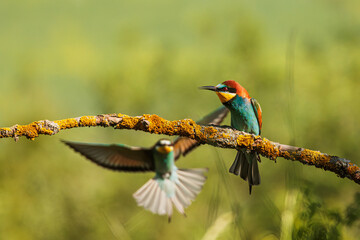 The European bee-eater (Merops apiaster)