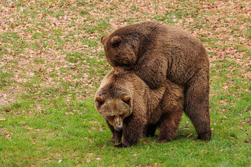 male and female brown bear (Ursus arctos)