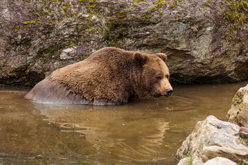 male brown bear (Ursus arctos) takes a bath