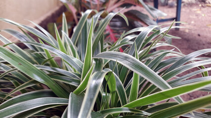 close up of a plant in garden