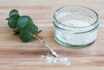 Cutting of eucalyptus and stimulator on stems. Plant breeding with stimulator powder.