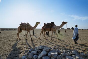 Walking camels