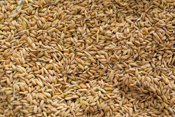 Close up of raw brown rice grains. Food background or texture.