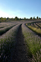 Fototapeta premium A lavender field in bloom on a sunny day